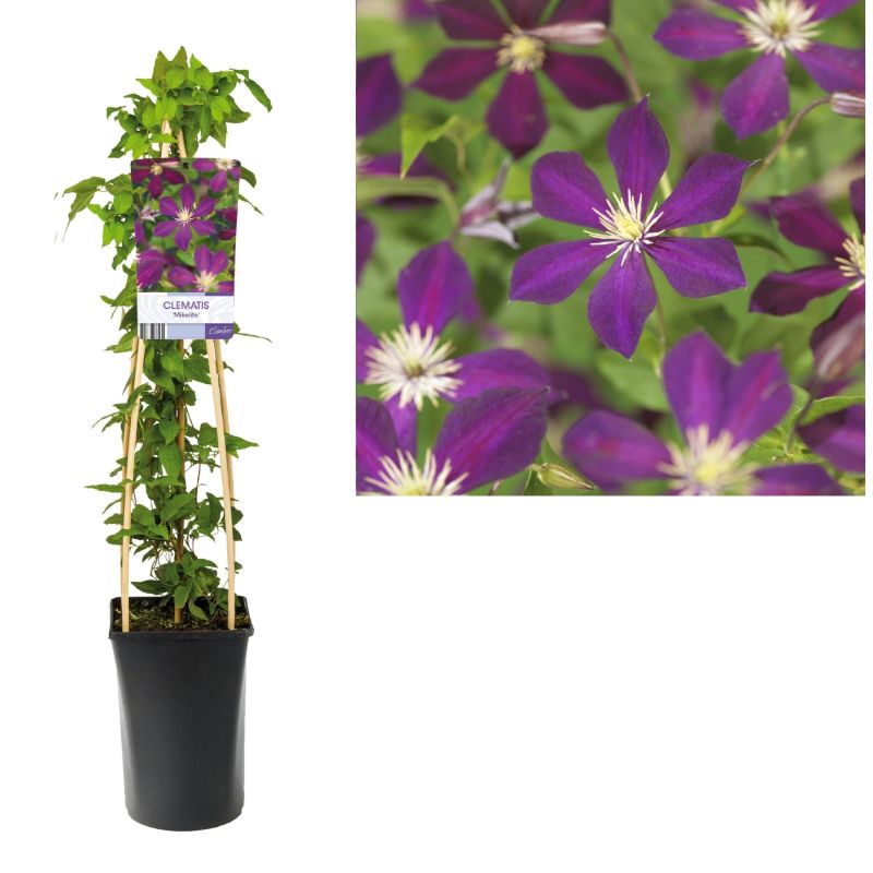 Clematis Mikelite