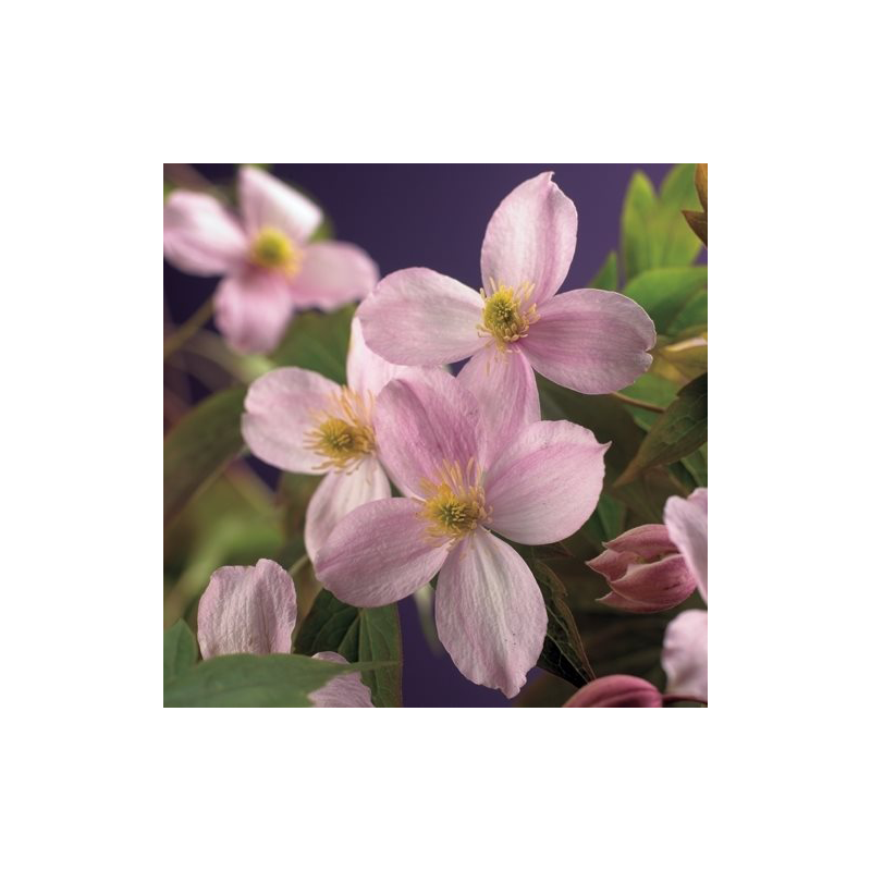 Clematis montana 'Mayleen'