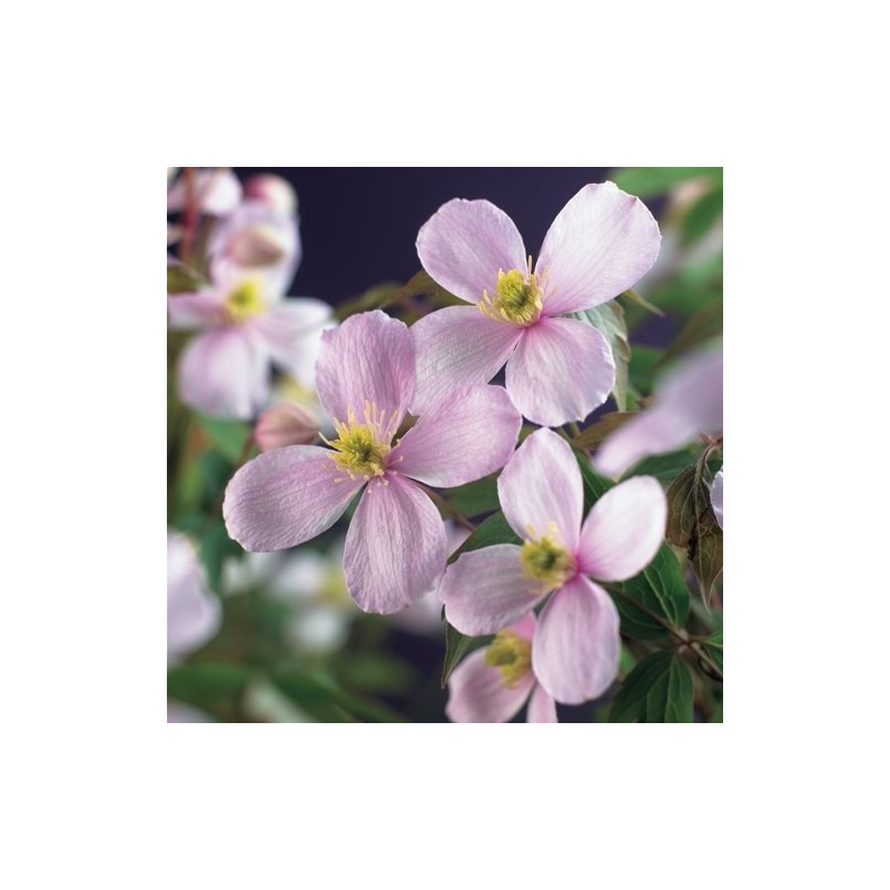 Clematis Rubens