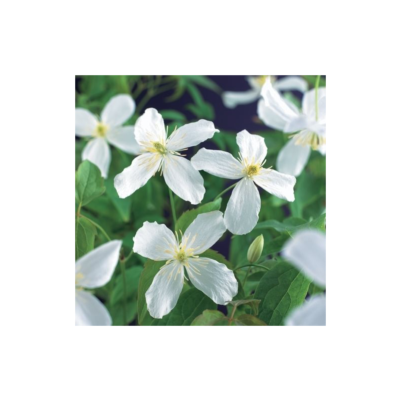 Clematis montana 'Grandiflora'