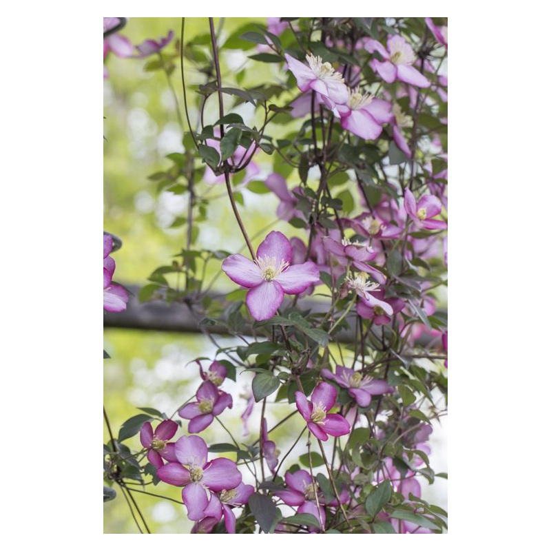 Clematis montana 'Van Gogh'