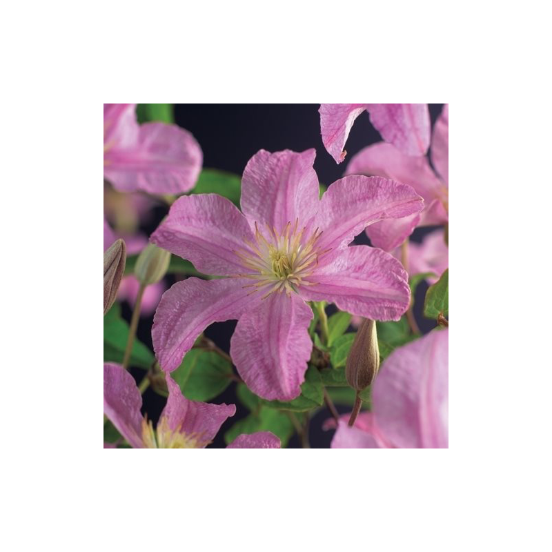 Clematis patens 'Comtesse de Bouchaud'