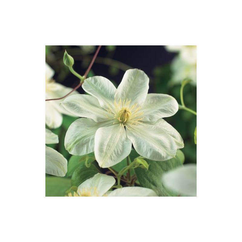 Clematis patens 'Guernsey Cream'