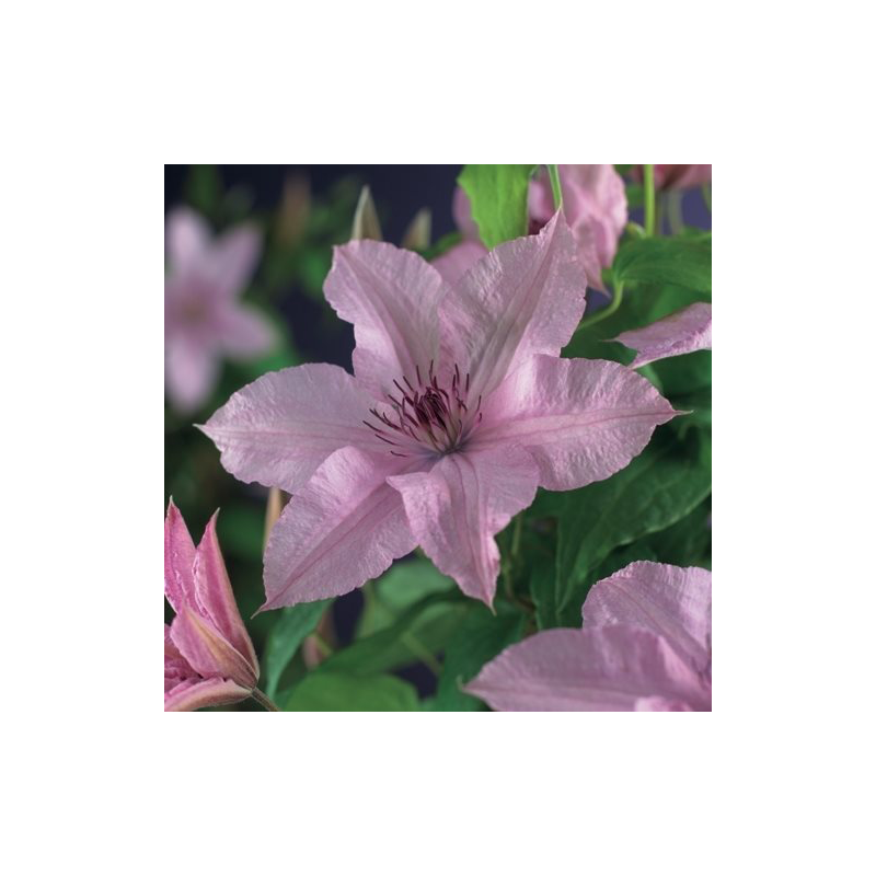 Clematis 'Hagley Hybrid'