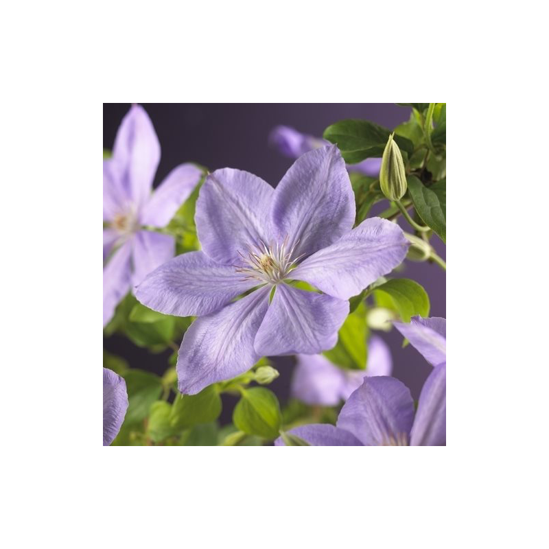 Clematis patens 'Mrs Cholmondeley'