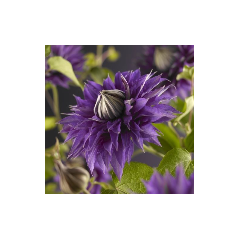 Clematis patens 'Multi Blue'