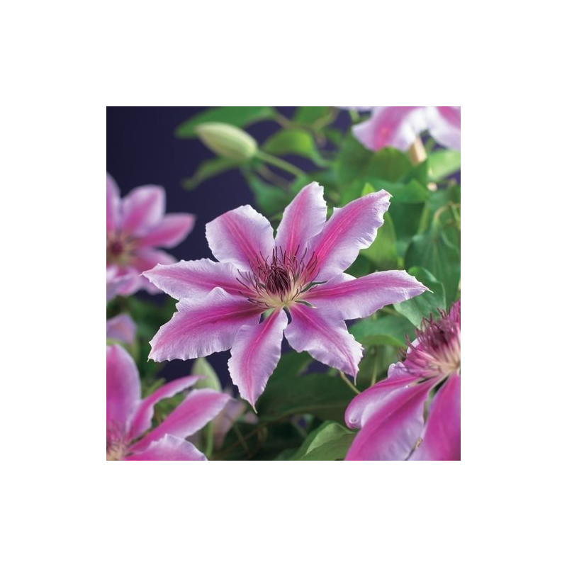 Clematis Nelly Moser