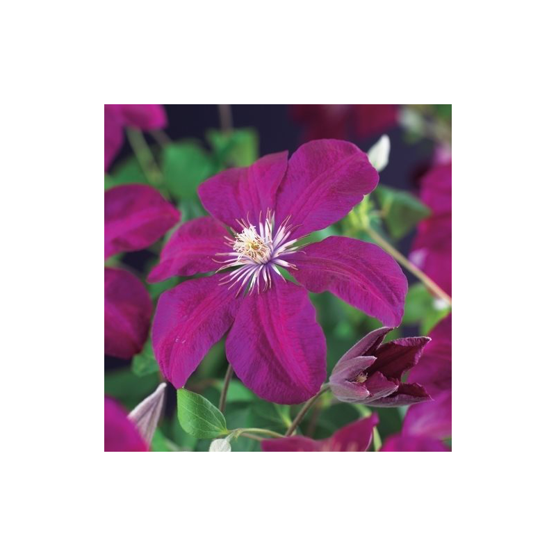 Clematis patens 'Rouge Cardinal'