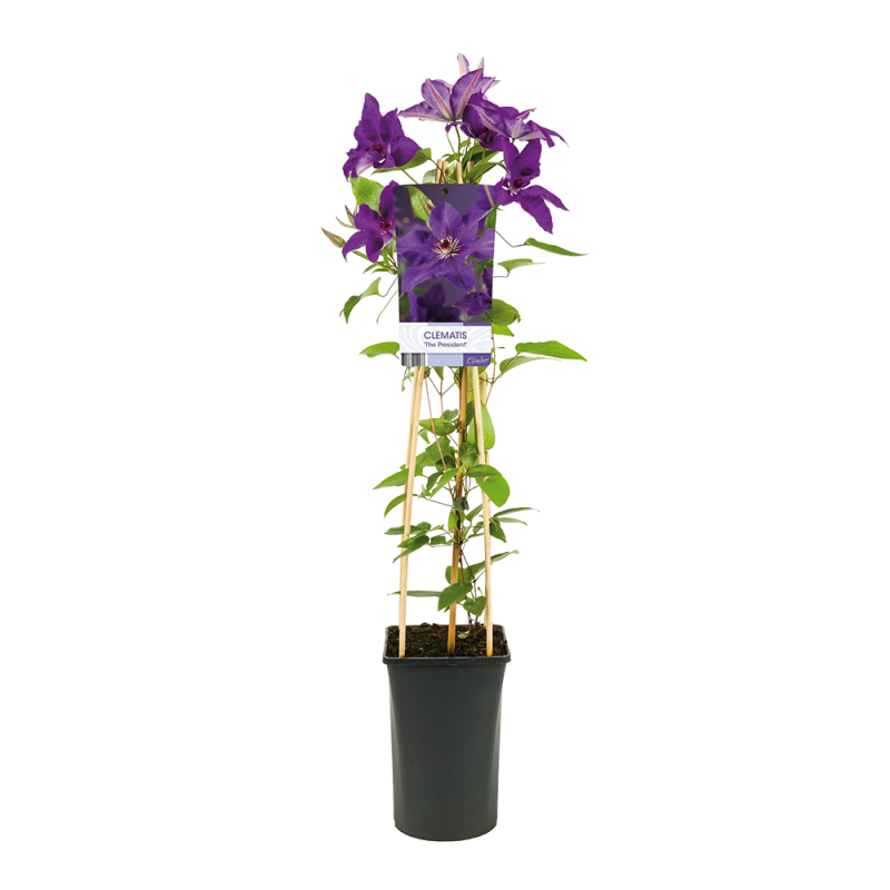 Clematis patens 'The President'