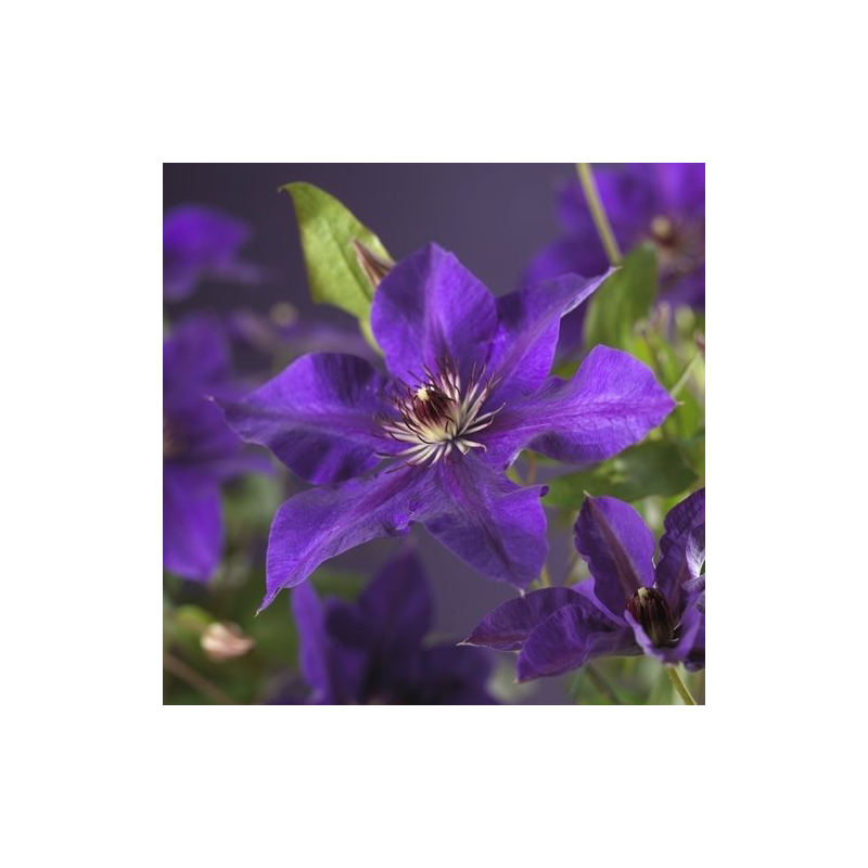 Clematis patens 'The President'
