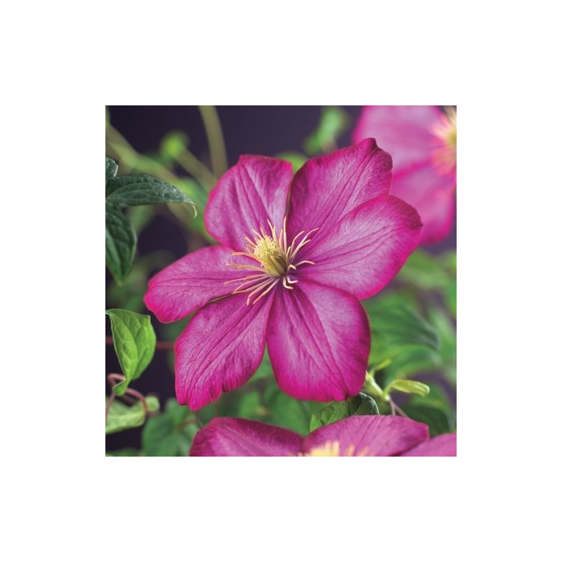 Clematis patens 'Ville de Lyon'