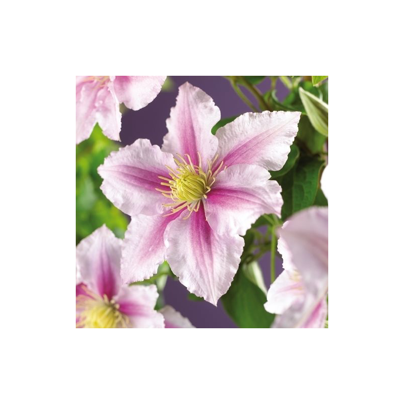 Clematis 'Piilu'