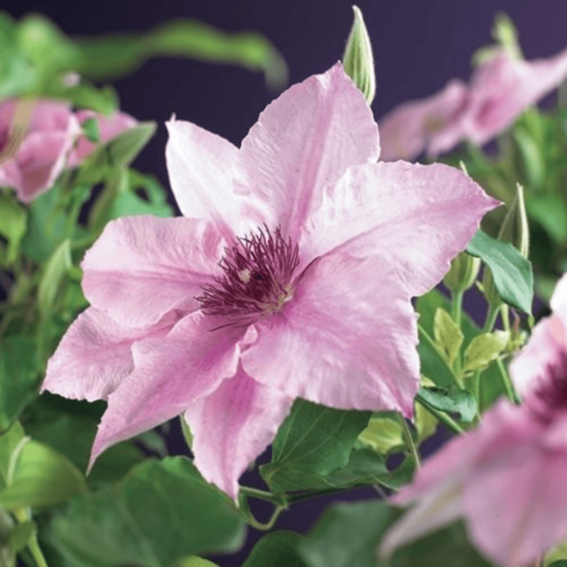 Clematis 'Pink Fantasy'