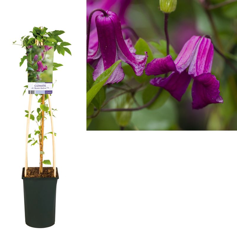 Clematis Queen Mother