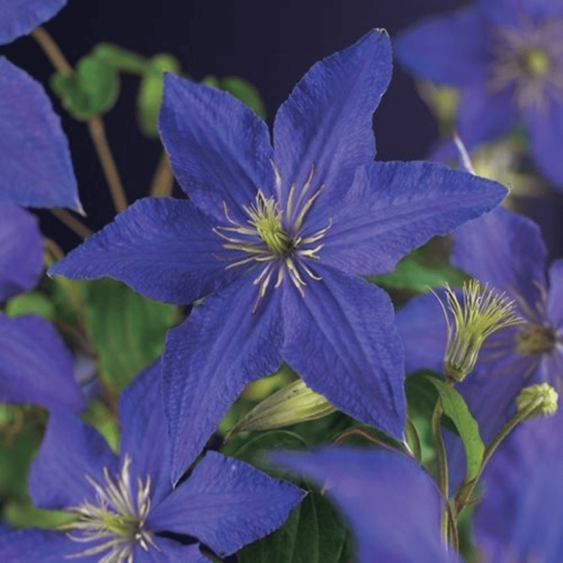 Clematis 'Rhapsody'