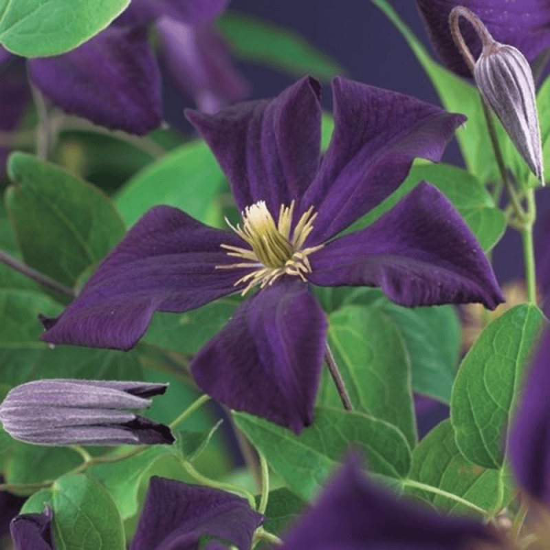 Clematis Romantika