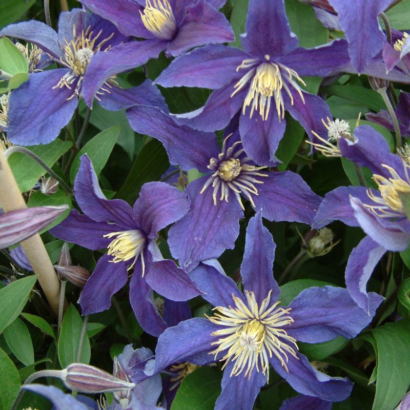 Clematis So Many Blue Flowers