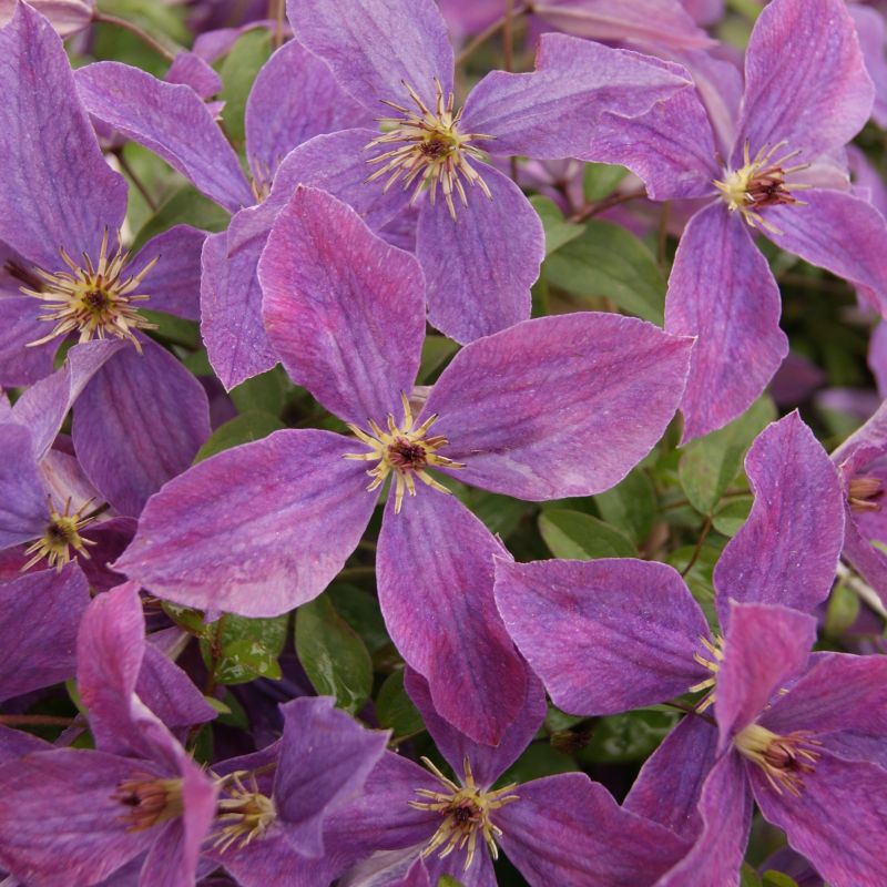 Clematis So Many Lavender Flowers