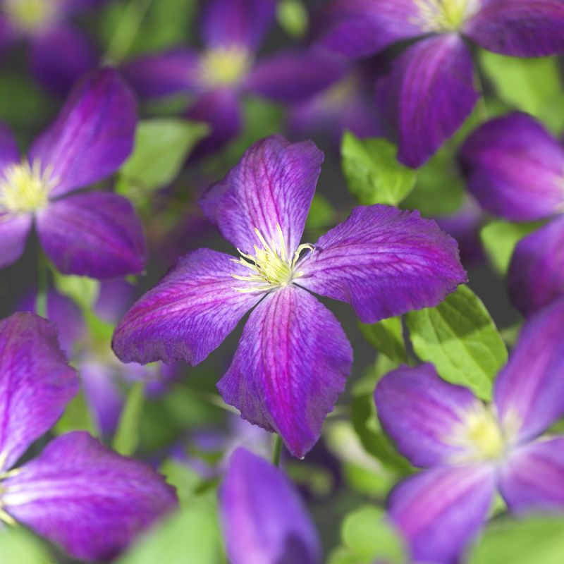 Clematis So Many Purple Flowers