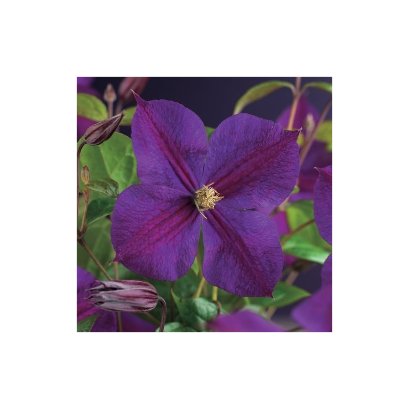 Clematis 'Star of India'