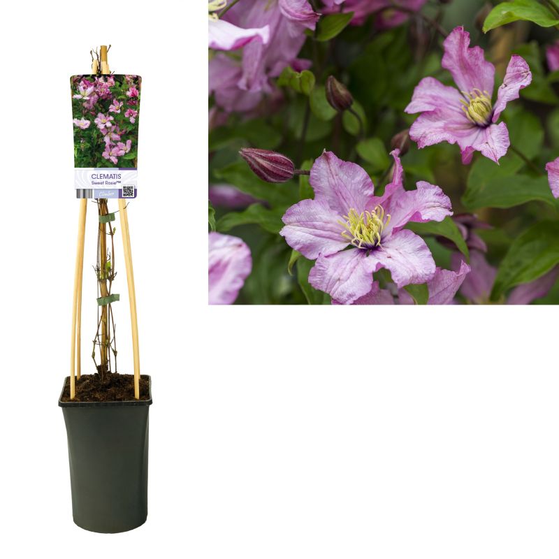 Clematis Sweet Rosie