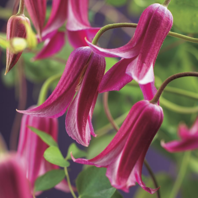 Clematis texensis 'Princess Diana'