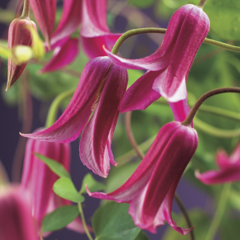 Clematis Princess Diana