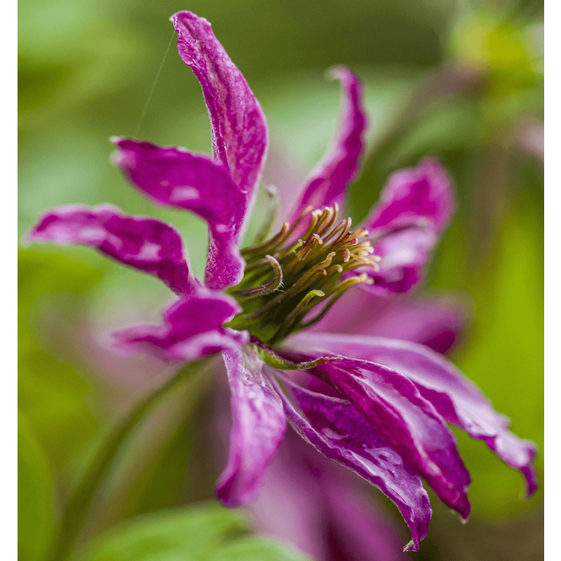 Clematis vit. 'Purpurea Plena Elegans'