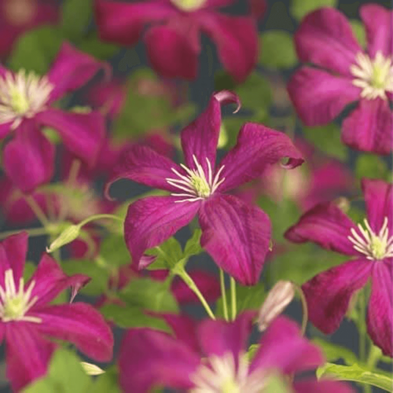 Clematis vit. 'Madame Julia Correvon'