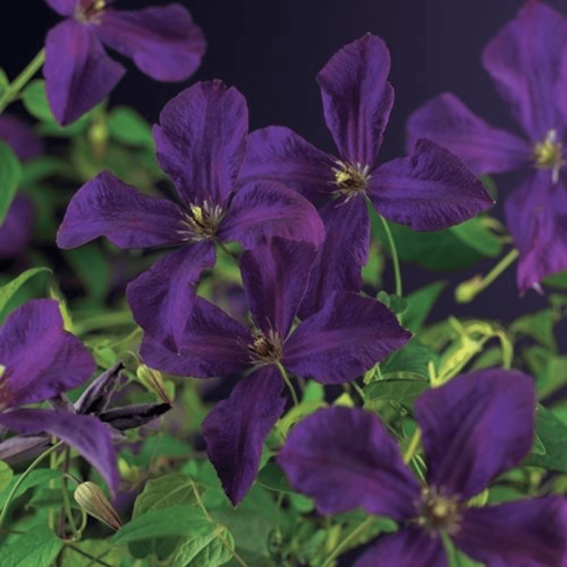 Clematis Polish Spirit