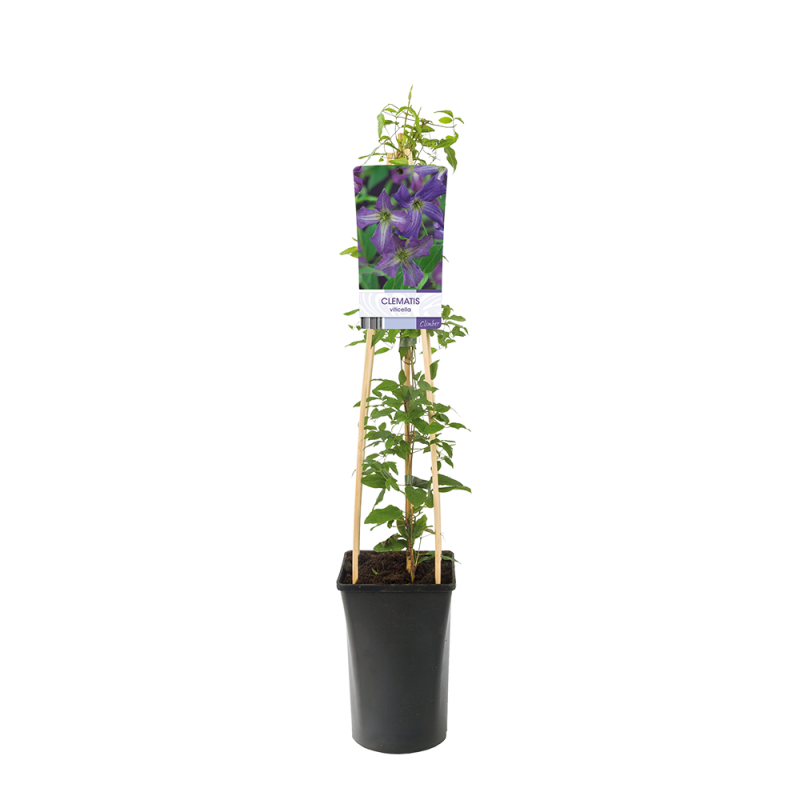 Clematis viticella