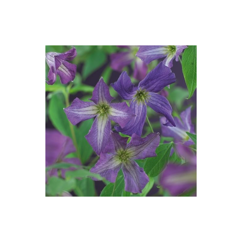 Clematis viticella