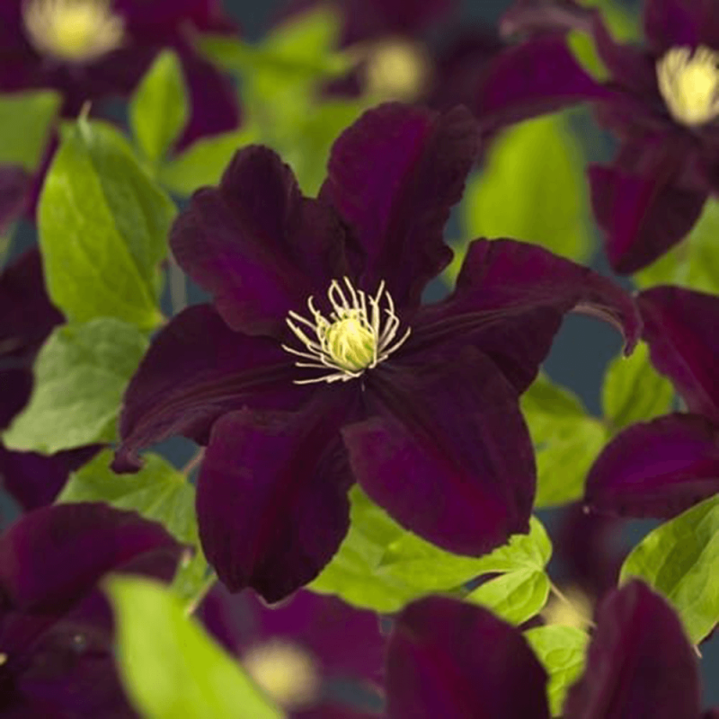 Clematis 'Warszawska Nike'