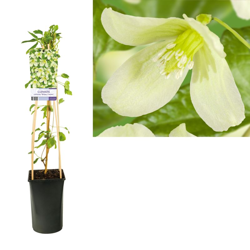 Clematis Wisley Cream