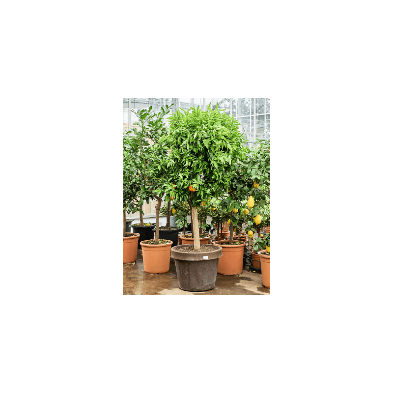 Citrus Clementina