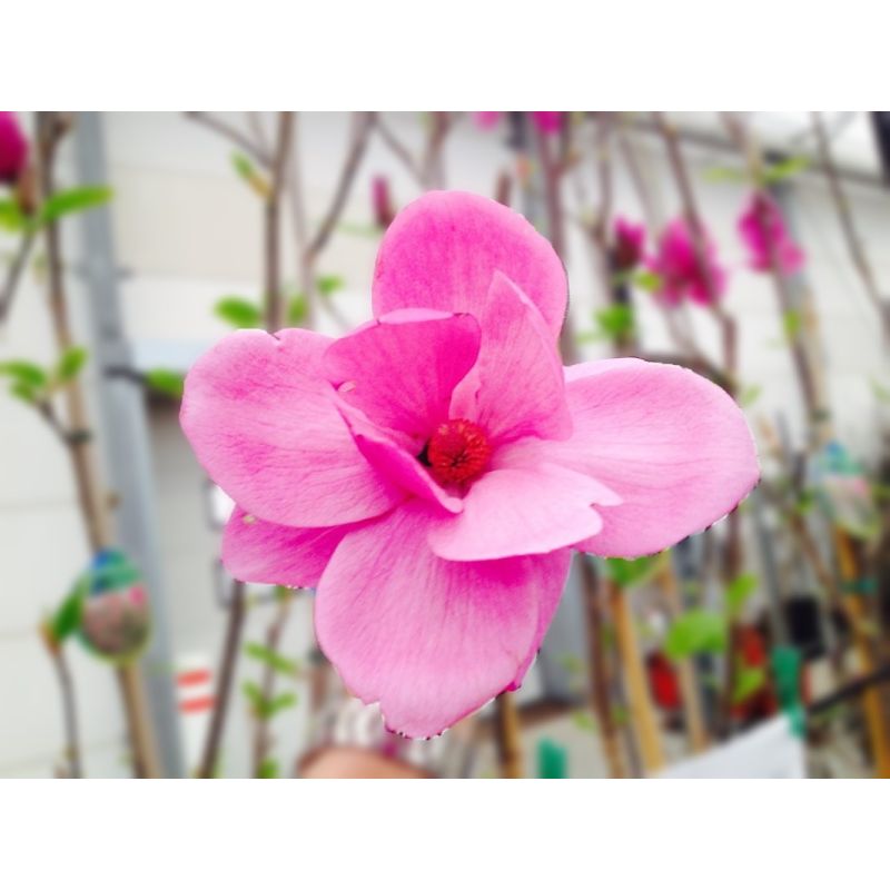 Magnolia Cleopatra