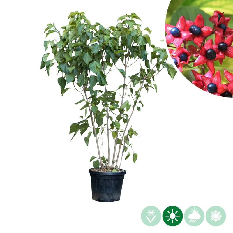 Clerodendrum trichotomum - meerstammig