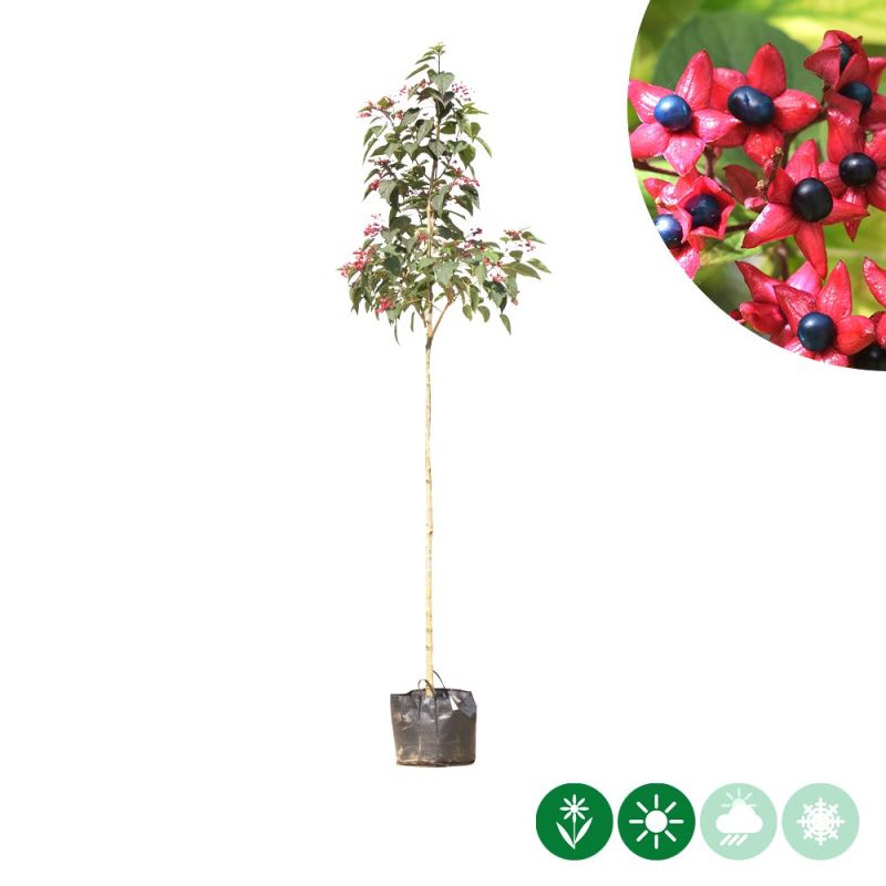 Clerodendrum trichotomum