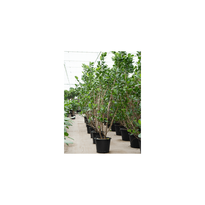 Clusia Green Magic vertakt