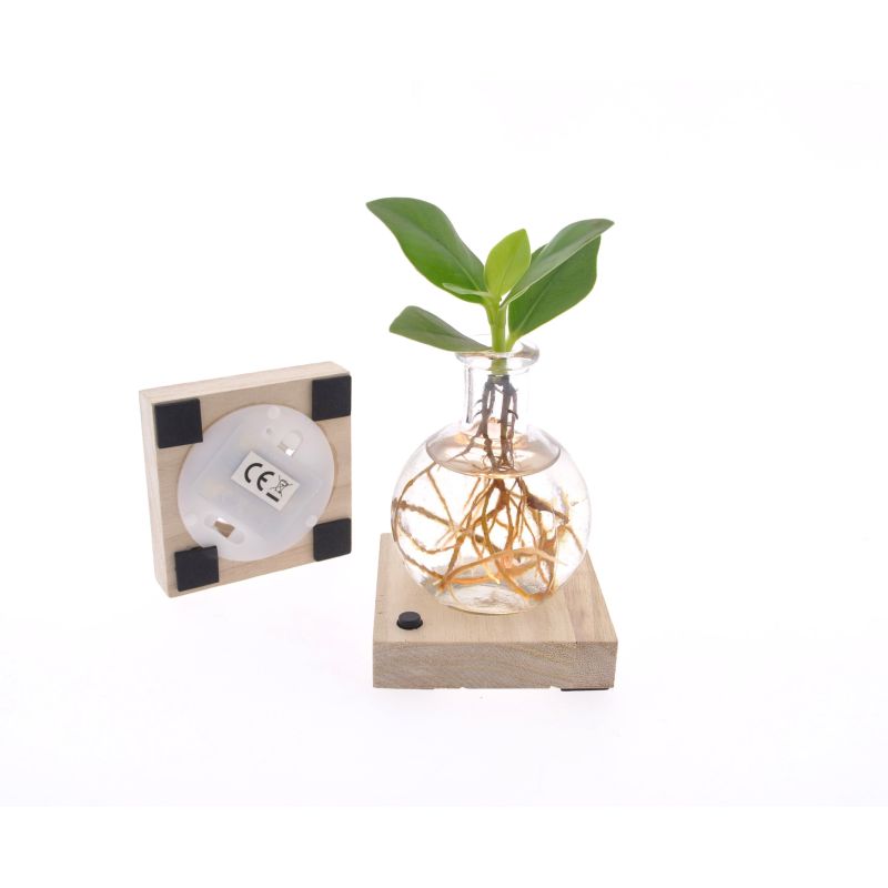 Clusia in Samoaglas met LED