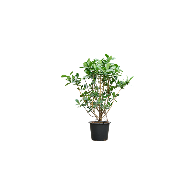 Clusia rosea vertakt