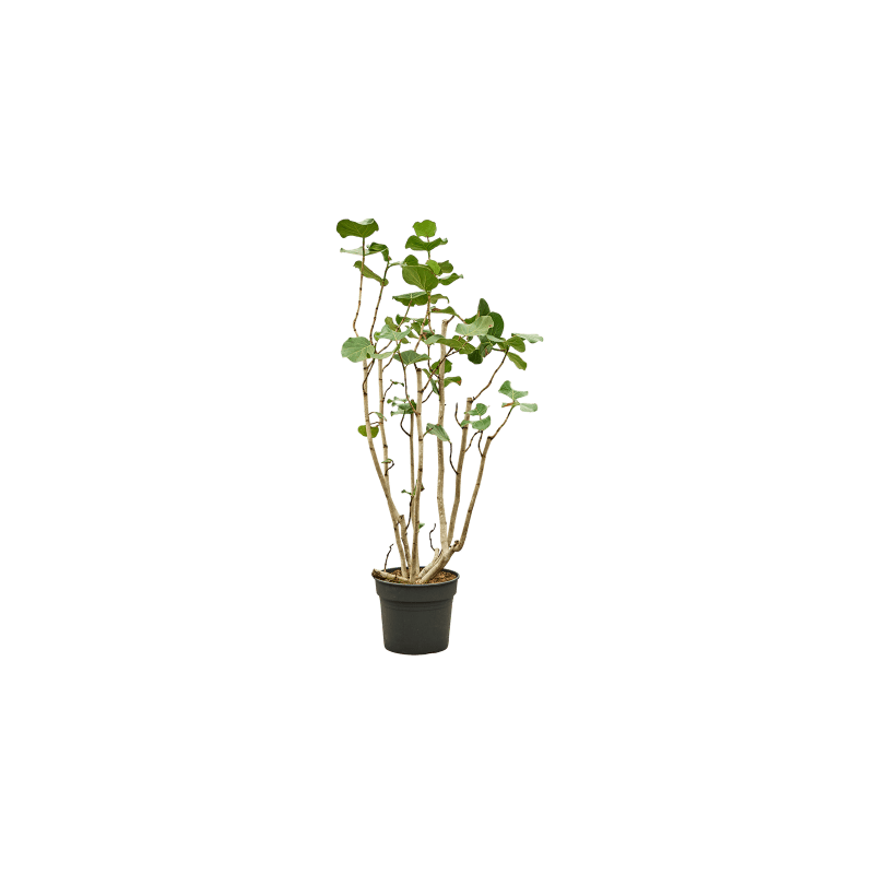 Coccoloba uvifera vertakt