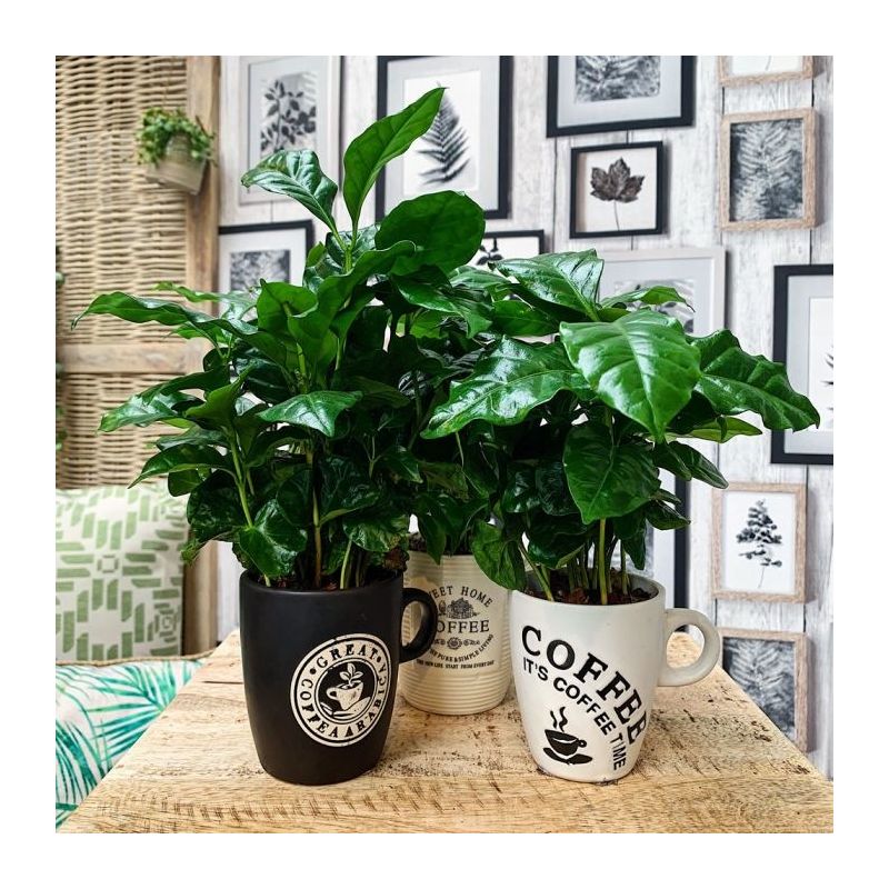 Coffea arabica