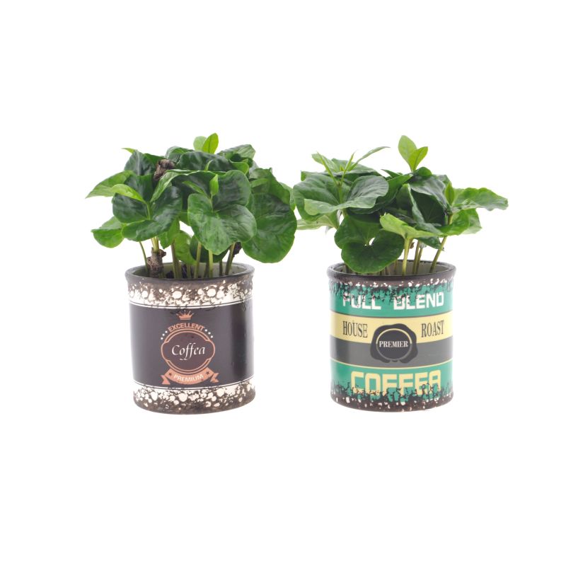 Coffea Arabica in retro pot