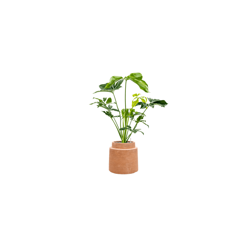 Colorado Cylinder Dark Terra