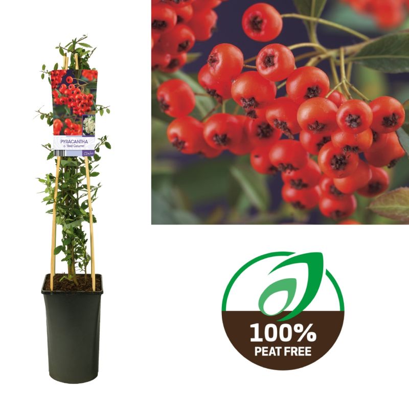 Pyracantha coccinea 'Red Column'