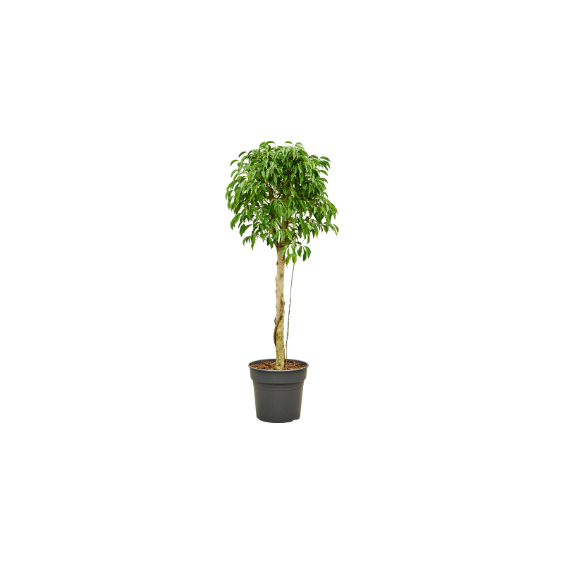 Ficus Columnar op stam