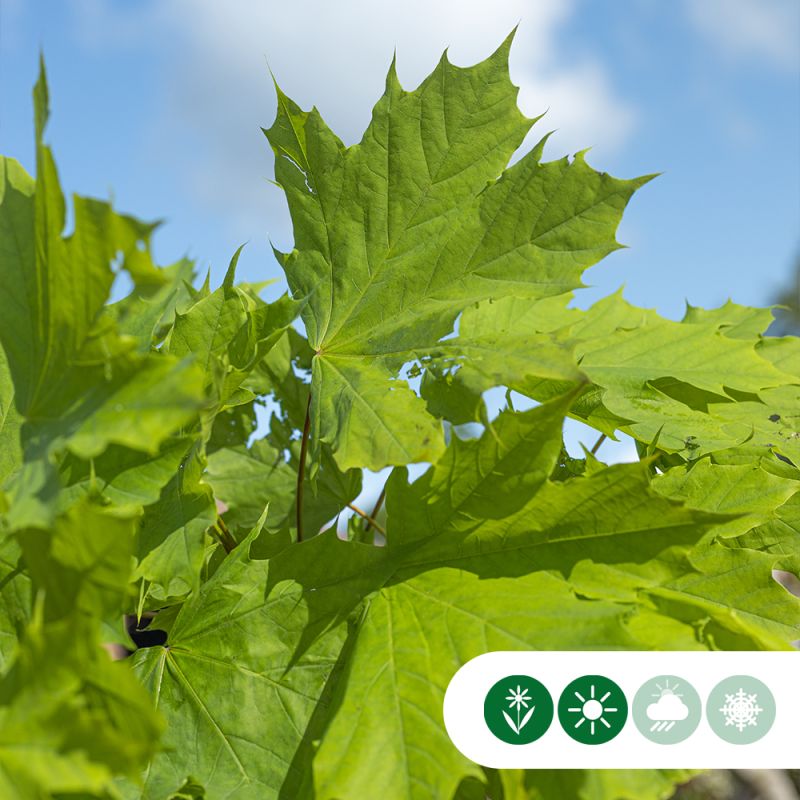 Acer Columnare