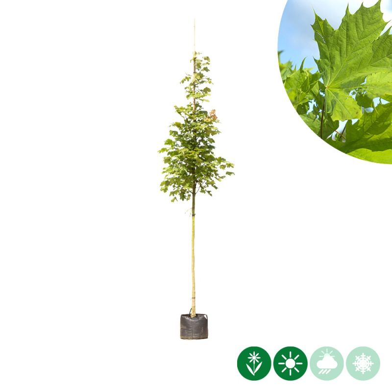 Acer Columnare