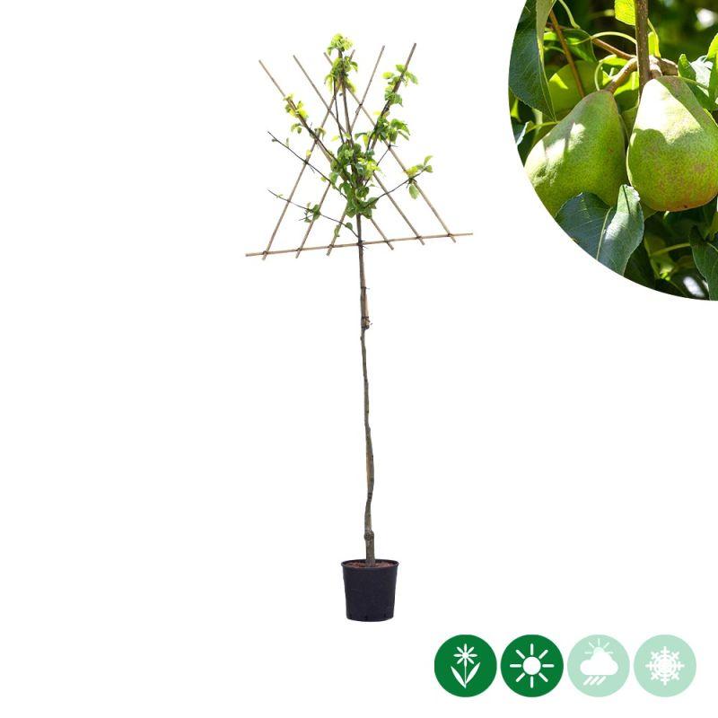 Pyrus Doyenne du Comice - leiboom hoogstam